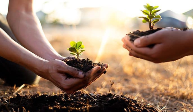 Eco-Friendly Gifting: Plant A Tree In Someone’s Name